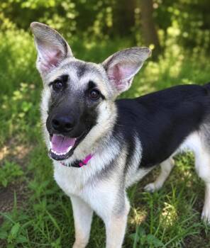 Louise -  German Shepherd Dog Dog for Adoption in Chesterfield, Missouri - Louise | PetCurious
