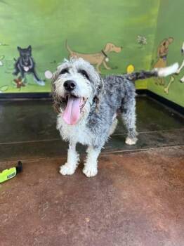 Pepper Wepper -  Standard Poodle and Mixed Breed Dog for Adoption in Memphis, Tennessee - Pepper Wepper | PetCurious