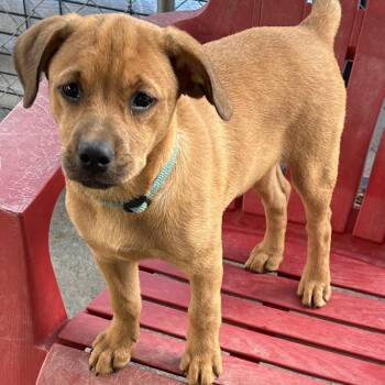 Rottweiler Dogs Available for Adoption in Krum, Texas - Bambi | PetCurious