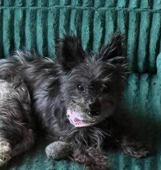 Rayven in TX -  Terrier Dog for Adoption in Cranston, Rhode Island - Rayven In TX | PetCurious
