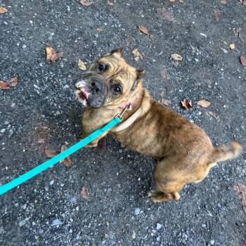 Madea -  American Bulldog Dog for Adoption in Sunderland, Maryland - Madea | PetCurious