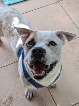 Mixed Breed Dogs Available for Adoption - Coy #2 | PetCurious