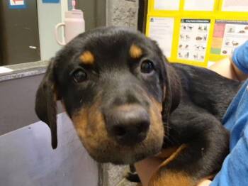 TESS -  Rottweiler and Mixed Breed Dog for Adoption in Tulsa, Oklahoma - TESS | PetCurious