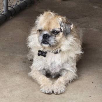 Scruffy -  Pekingese Dog for Adoption in Calimesa, California - Scruffy | PetCurious