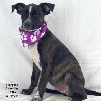 Morgana - Local Sept 11-13 -  Labrador Retriever Dog for Adoption in Brookshire, Texas - Morgana - Local Sept 11-13 | PetCurious