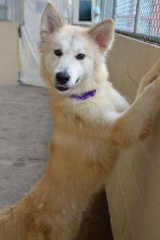 Whistle (In Foster) -  Great Pyrenees and Golden Retriever Dog for Adoption in Mckinney, Texas - Whistle (In Foster) | PetCurious