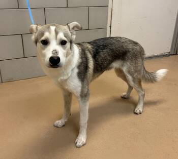 Guillermo -  Mixed Breed Dog for Adoption in Nashville, Tennessee - Guillermo | PetCurious