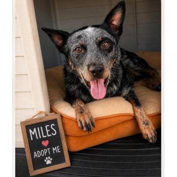 Myles -  Australian Cattle Dog Blue Heeler Dog for Adoption in Phoenix, Arizona - Myles | PetCurious