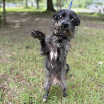 Ghost -  Chihuahua and Mixed Breed Dog for Adoption in Carencro, Louisiana - Ghost | PetCurious