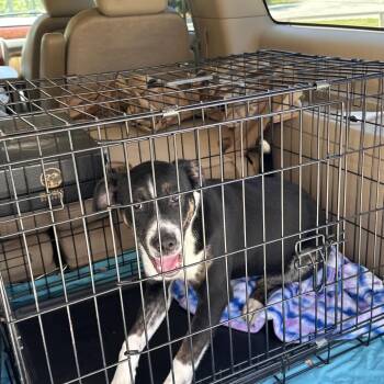 Labrador Retriever and Mixed Breed Dogs Available for Adoption in Parrish, Alabama - Callie | PetCurious