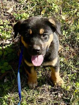 Rescue German Shepherd Dog and Labrador Retriever Dogs for Adoption in Glocester, Rhode Island - Rizzo | PetCurious