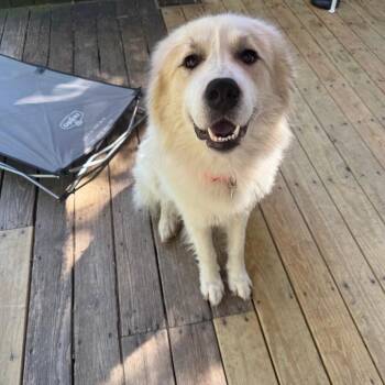 Great Pyrenees and Mixed Breed Dogs Available for Adoption in Raleigh, North Carolina - Ted | PetCurious