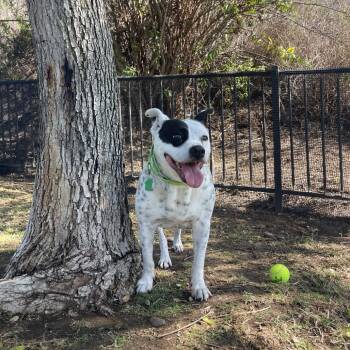 Coby -  Mixed Breed Dog for Adoption in San Diego, California - Coby | PetCurious