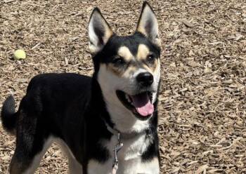 Tundra -  Siberian Husky and Mixed Breed Dog for Adoption in Portland, Oregon - Tundra | PetCurious