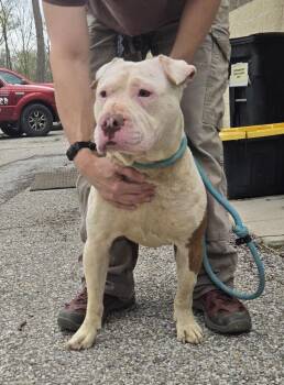 Pit Bull Terrier and Mixed Breed Dogs Available for Adoption in Saint Clairsville, Ohio - Megan | PetCurious