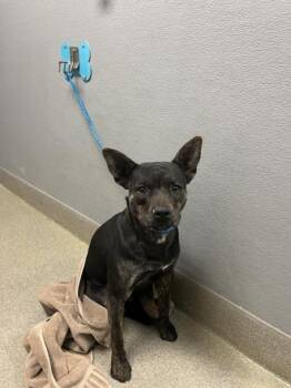 Pit Bull Terrier and Mixed Breed Dogs Available for Adoption in Las Vegas, Nevada - MCFLY | PetCurious