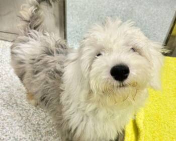 Bellissima -  Mixed Breed Dog for Adoption in Raleigh, North Carolina - Bellissima | PetCurious