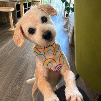 Autumn ST -  Poodle Dog for Adoption in Austin, Texas - Autumn ST | PetCurious