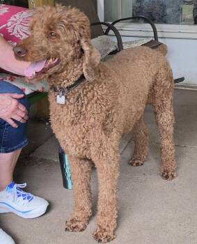 Poodle Combo -  Poodle Dog for Adoption in Lansing, Michigan - Poodle Combo | PetCurious