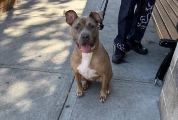 Gravy -  Mixed Breed Dog for Adoption in New York, New York - Gravy | PetCurious