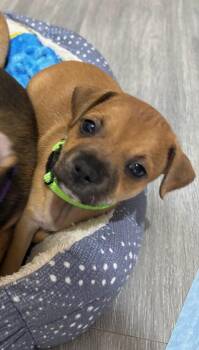 Terrier Dogs Available for Adoption in Lakeland, Florida - Wind - Rumor | PetCurious