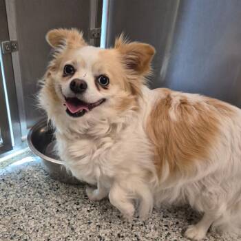 Chihuahua Dogs Available for Adoption - Honey | PetCurious