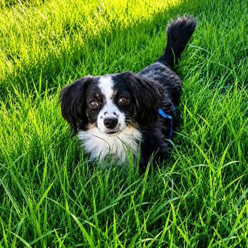 Domino -  Cavalier King Charles Spaniel Dog for Adoption in Villa Park, California - Domino | PetCurious