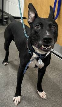 Rescue Bull Terrier and Mixed Breed Dogs for Adoption - MISTRO | PetCurious