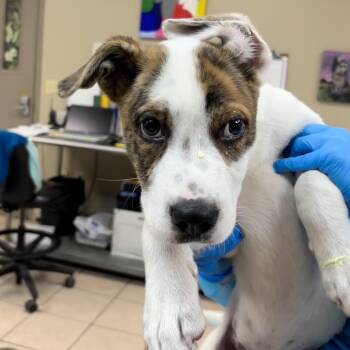 Collie Dogs Available for Adoption in Birmingham, Alabama - Potato Chip | PetCurious