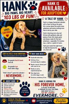 Hank the Handyman 5 yes old -  Yellow Labrador Retriever Dog for Adoption in Willits, California - Hank The Handyman 5 Yes Old | PetCurious