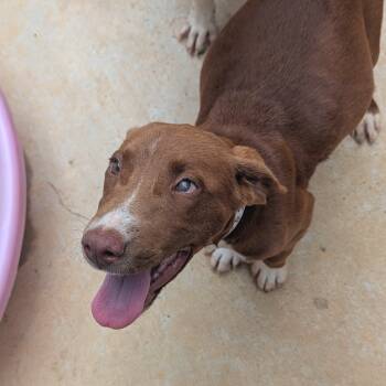 Rescue Mixed Breed Dogs for Adoption in Enfield, New Hampshire - Tam (one Eye) | PetCurious