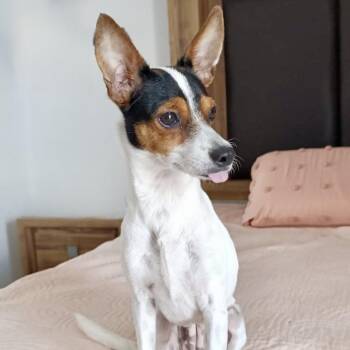 Rescue Chihuahua and Rat Terrier Dogs for Adoption in Sherwood, Oregon - Trudy | PetCurious