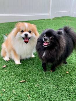 Pomeranian Dogs Available for Adoption in Overland Park, Kansas - Ursa & Mocha | PetCurious