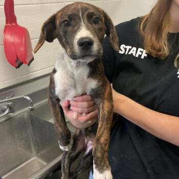 Shakalakadingdong -  Mixed Breed Dog for Adoption in Spruce Pine, North Carolina - Shakalakadingdong | PetCurious