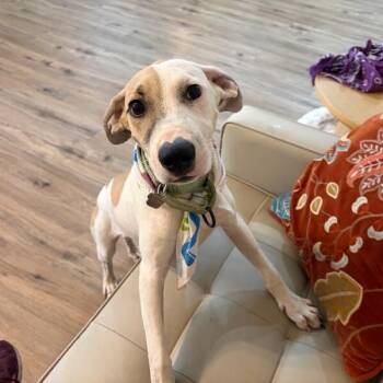 Espresso Bean -  Pointer and Labrador Retriever Dog for Adoption in Friendswood, Texas - Espresso Bean | PetCurious
