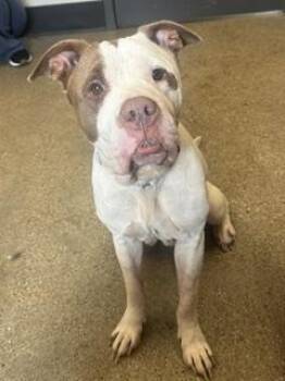 Dolly -  Pit Bull Terrier Dog for Adoption in Cleveland, Ohio - Dolly | PetCurious