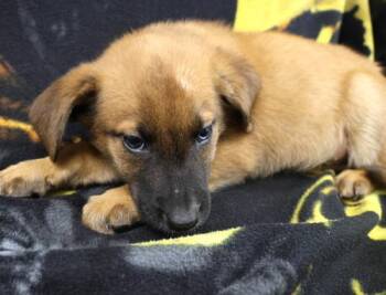 French -  Shepherd Dog for Adoption in Thief River Falls, Minnesota - French | PetCurious
