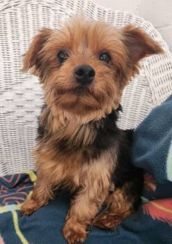 Kara -  Yorkshire Terrier Dog for Adoption in Smithfield, Pennsylvania - Kara | PetCurious