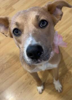 Rescue Whippet Dogs for Adoption in Washington, Pennsylvania - Amber | PetCurious