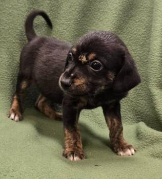 Carly -  Catahoula Leopard Dog and Dachshund Dog for Adoption in Murphysboro, Illinois - Carly | PetCurious