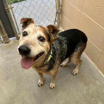 Amos -  Hound and Australian Cattle Dog Blue Heeler Dog for Adoption in Ojai, California - Amos | PetCurious