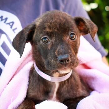 Labrador Retriever and Australian Cattle Dog Blue Heeler Dogs Available for Adoption in Hattiesburg, Mississippi - Tangerine | PetCurious