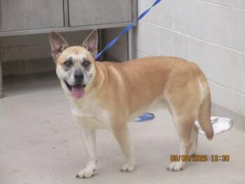 Luna(873) -  Shepherd Dog for Adoption in Marietta, Georgia - Luna(873) | PetCurious
