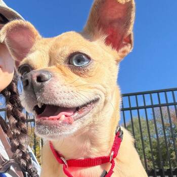 Buddy *available 10/18 at off-site adoption event -  Chihuahua and Boston Terrier Dog for Adoption in Briarcliff Manor, New York - Buddy *available 10/18 At Off-site Adoption Event | PetCurious