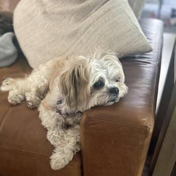 Shih Tzu Dogs Available for Adoption in Alafaya, Florida - Copita | PetCurious