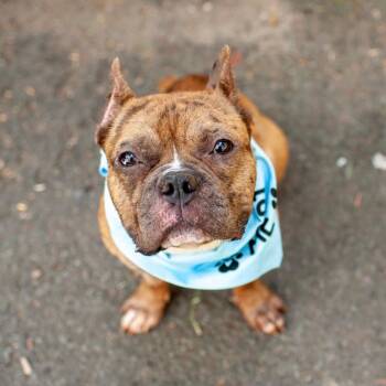 Ricky-the pocket PIttie -  French Bulldog and Pit Bull Terrier Dog for Adoption in Stamford, Connecticut - Ricky-the Pocket PIttie | PetCurious