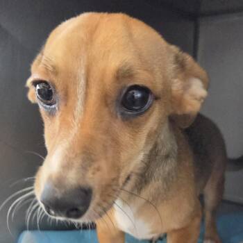 Astoria -  Mixed Breed Dog for Adoption in Leander, Texas - Astoria | PetCurious