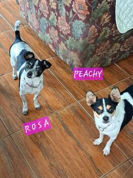 Peachy & Rosa -  Jack Russell Terrier and Miniature Dachshund Dog for Adoption in Maitland, Florida - Peachy & Rosa | PetCurious
