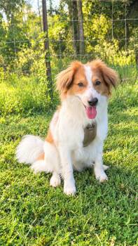 Sampson -  Australian Shepherd and Border Collie Dog for Adoption in Nahunta, Georgia - Sampson | PetCurious