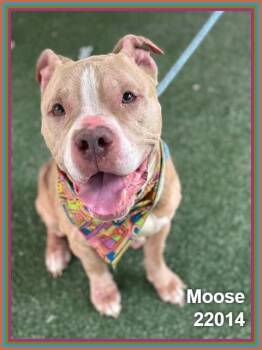 MOOSE -  Pit Bull Terrier and American Staffordshire Terrier Dog for Adoption in Marietta, Georgia - MOOSE | PetCurious